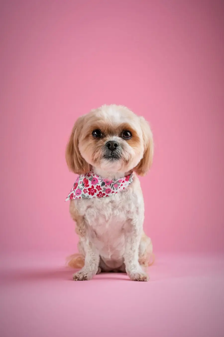 A small shih tzu mix in a floral bandana against a pink backdrop