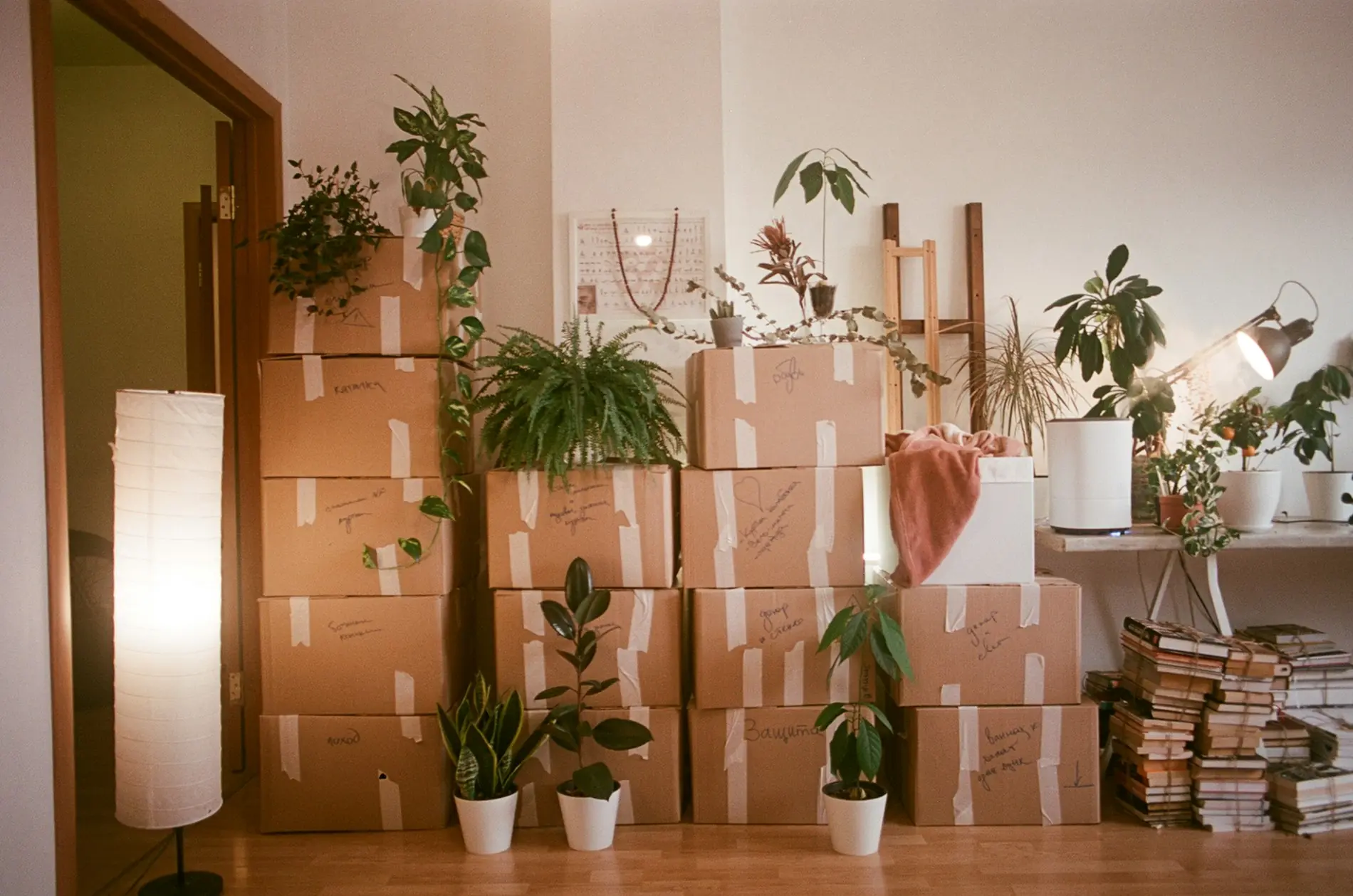 Neatly stacked moving boxes and house plants in a sunlit apartment