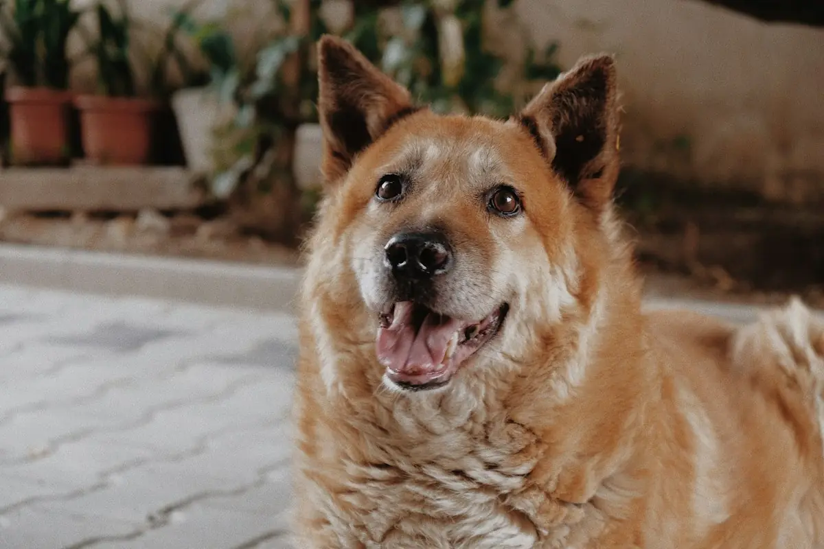 An older tan and white dog smiling at the camera